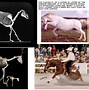 Image result for Different Animal Skeletons