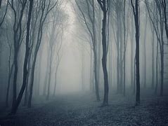 Image result for Forest Wallpaper