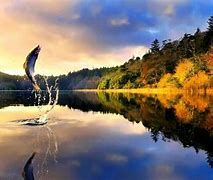 Image result for Fall Trout Fishing Wallpapers 4K