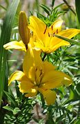 Image result for Lis Flower