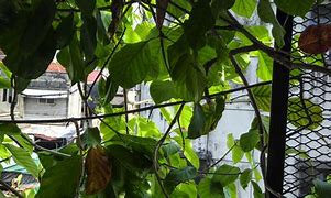 Image result for Leafy Icon