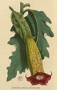 Image result for Quercus Bicolor Leaf