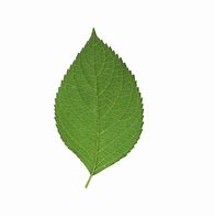 Image result for Creating Leaf Images with Transparent Background