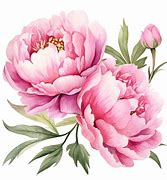 Image result for Pretty Pink Peony