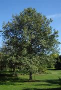 Image result for Swamp White Oak Leaf