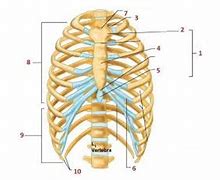 Image result for Axial Skeleton Rib Cage