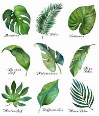 Image result for Pretty Leaf to Print