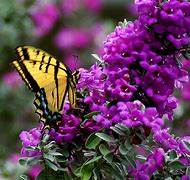 Image result for Big Leaf Butterfly