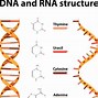 Image result for RNA Clip Art