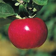 Image result for A Picture of an Apple Tree