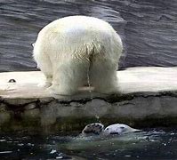 Image result for Animal Epic Fails