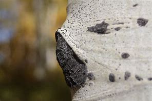 Image result for Eyes On Aspen Tree Bark