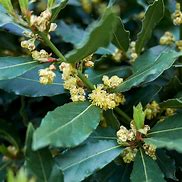 Image result for Bay Leaf Chinese