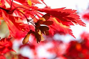 Image result for Maple Samara