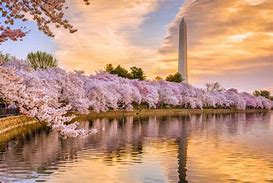 Image result for Cherry Blossoms in DC