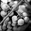 Image result for Grapes ClipArt Black and White