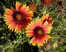 Image result for Brown Colored Flowers