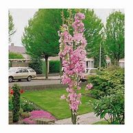 Image result for Cherry Blossom Tree Branches