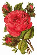 Image result for Red Rose Flower Clip Art