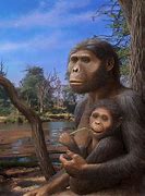 Image result for Human Evolution Tree Diagram