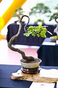 Image result for Red Oak Bonsai