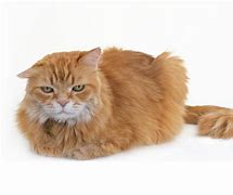 Image result for Orange Tabby Cat Clip Art