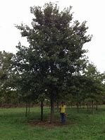 Image result for Red Oak Plant