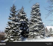 Image result for Evergreen Trees Winter Drop