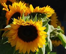 Image result for Yellow Sunflower Background