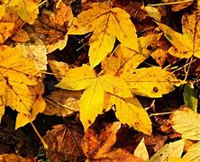 Image result for Pretty Yellow Maple Leaf