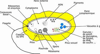 Image result for Branches of Science Activity