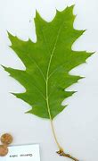 Image result for Red Oak Tree