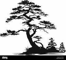 Image result for Shilote Tree Pine