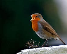 Image result for Robin Singing