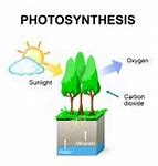 Image result for Photosynthesis Process Vector