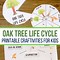 Image result for Apple Tree Life Cycle