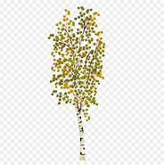 Image result for Birch Tree Branch Clip Art