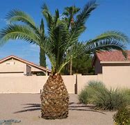 Image result for Palm Tree Printable