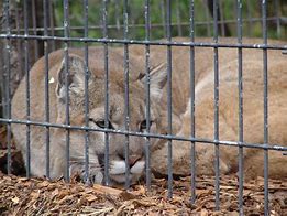 Image result for Mountain Lion Puma Concolor