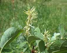 Image result for Salix Bebbiana