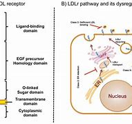 Image result for Function of LDL Receptor