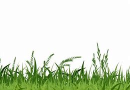 Image result for Grass Border Transparent