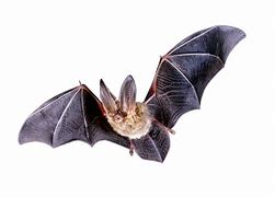 Image result for Small Bat Silhouette