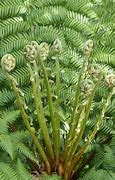 Image result for ShuttleCock Fern