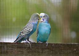 Image result for Blue Parrot