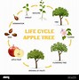 Image result for Apple Tree Life Cycle