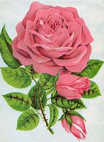 Image result for Pink Rose Clip Art