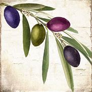 Image result for Olive Branch Watercolor Art