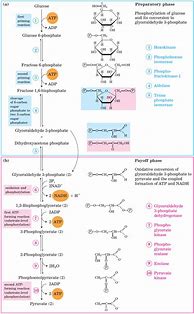 Image result for Glycolysis Steps Diagram