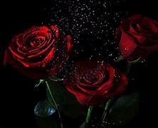 Image result for Dark Red Roses Black Background